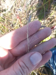 Aristida palustris