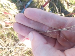 Aristida palustris