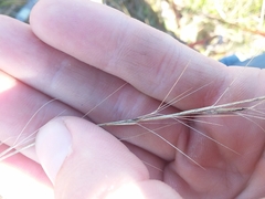 Aristida palustris