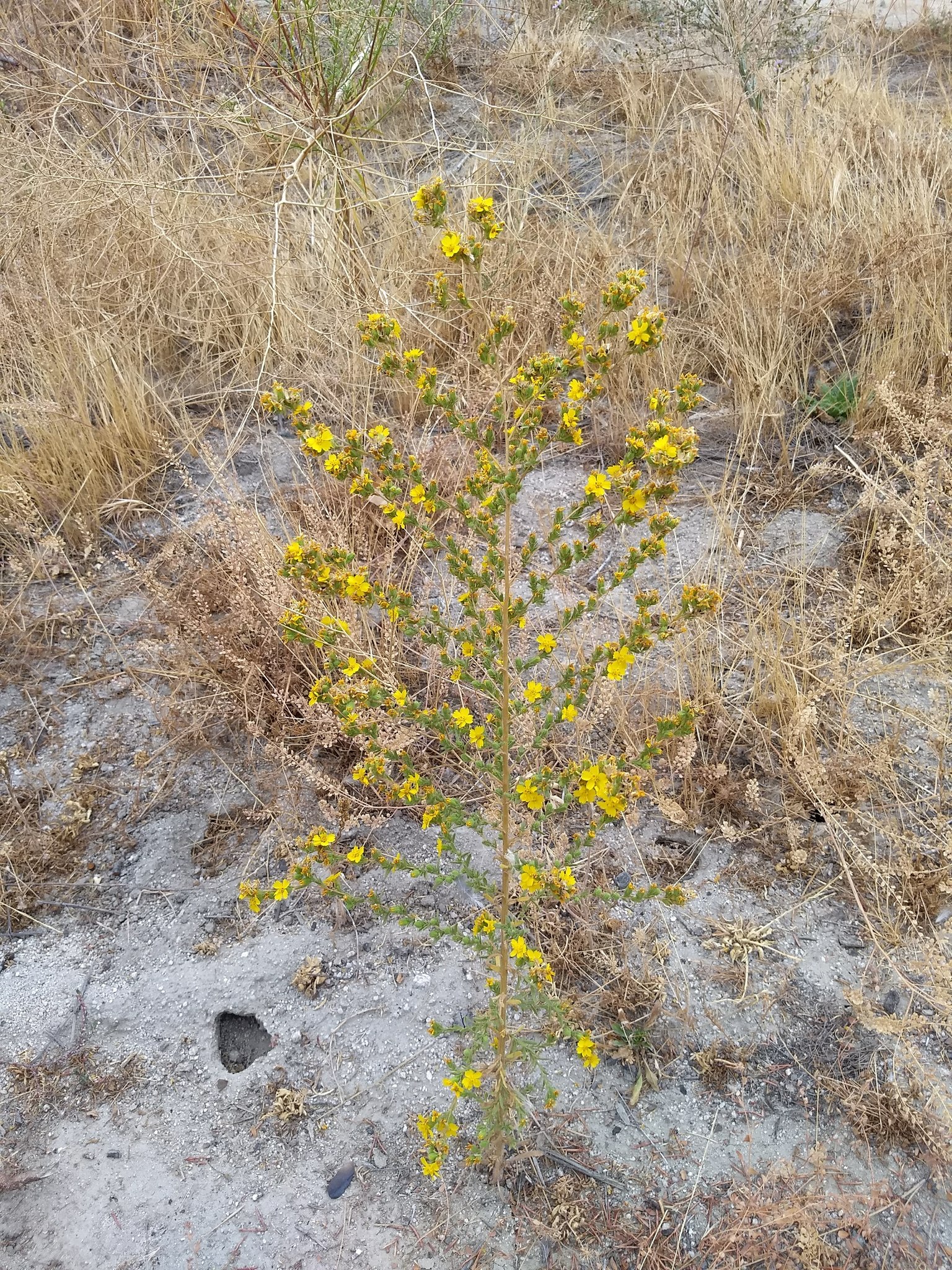 Deinandra mohavensis