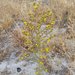 Deinandra mohavensis - Photo (c) Don Rideout,  זכויות יוצרים חלקיות (CC BY-NC), הועלה על ידי Don Rideout