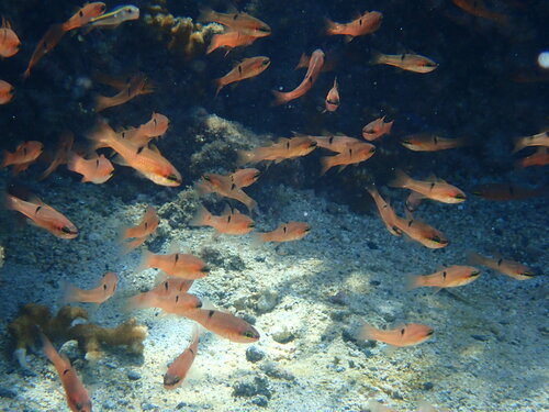 Pink cardinalfish (Apogon pacificus) — Apogonidae — 5