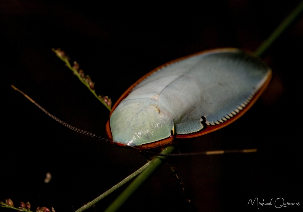 Panchlora kozaneki