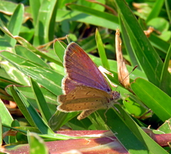 Zizeeria knysna