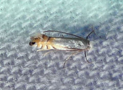 Phyllonorycter lucidicostella