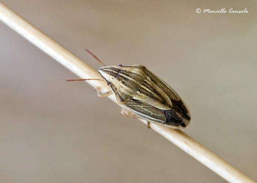 Smailiagalvė Skydblakė nuotrauka