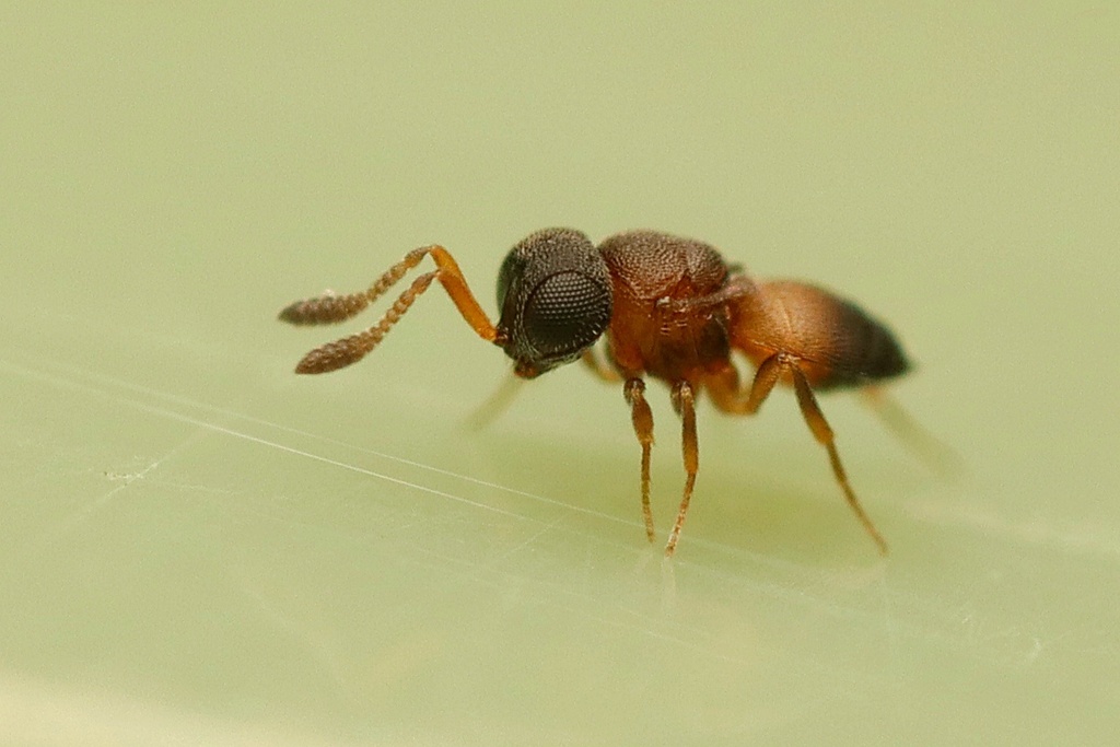 Gryon misellum