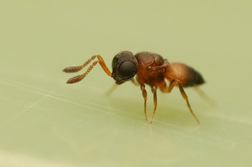 Gryon misellum