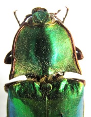 Campsosternus regalis