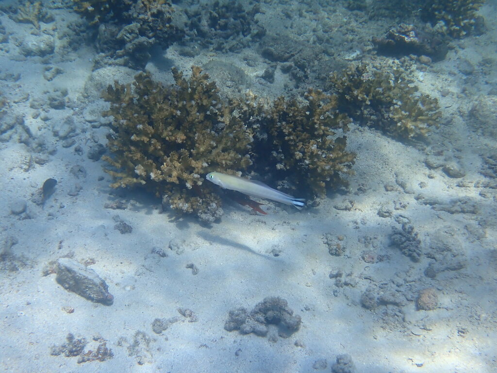 Quakerfish