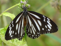 Danaus melanippus edmondii