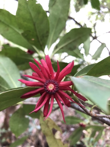 Florida anisetree (Illicium floridanum)