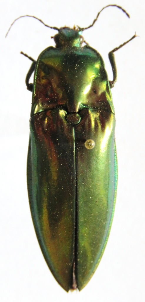 Campsosternus rutilans