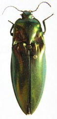 Campsosternus rutilans