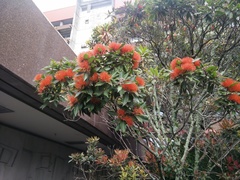 Metrosideros parkinsonii