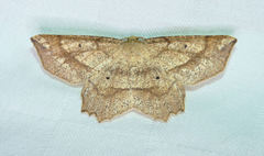 Euchlaena pectinaria