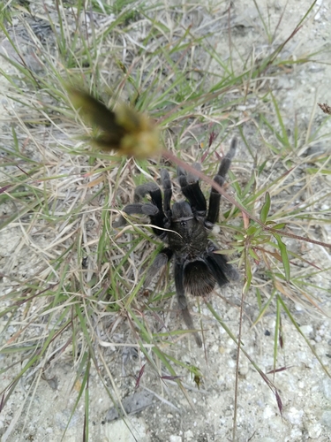 Mexican Black Velvet Tarantula