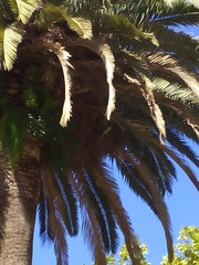 Myiopsitta monachus