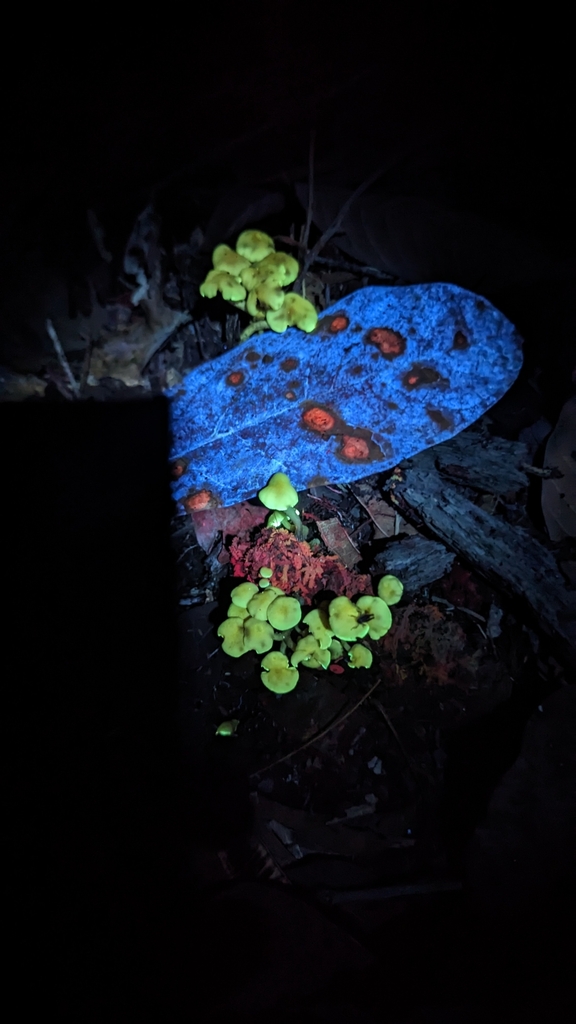 Hypholoma subviride · March 2023 · photo: © alan_rockefeller (iNaturalist, cc-by-sa)