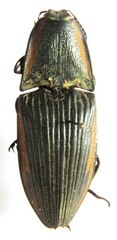 Chalcolepidius eschscholtzi