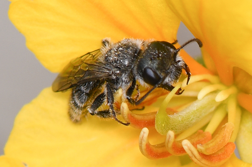Conanthalictus mentzeliae
