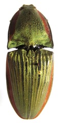 Chalcolepidius eschscholtzi