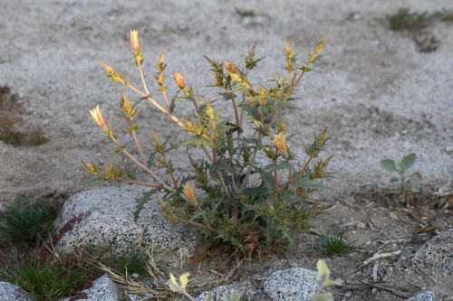 Hairy Stickleaf (Mentzelia hirsutissima)