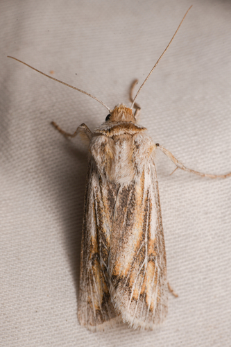 Protogygia polingi