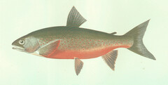 Willoughby's Charr photo 2