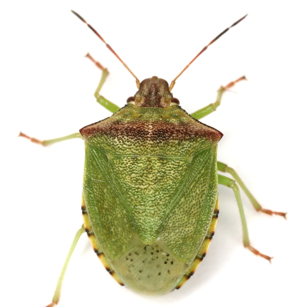 Thyanta calceata