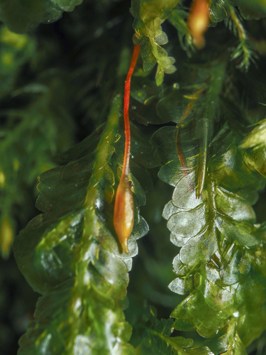 Paprastoji plokštenė nuotrauka