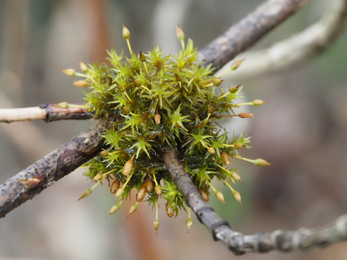 Orthotrichum columbicum