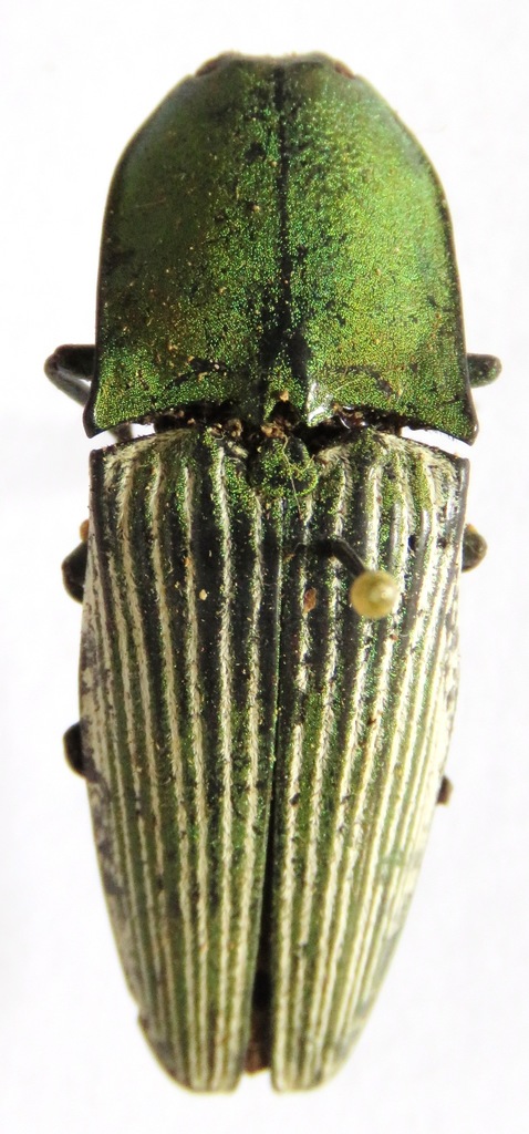 Chalcolepidius porcatus