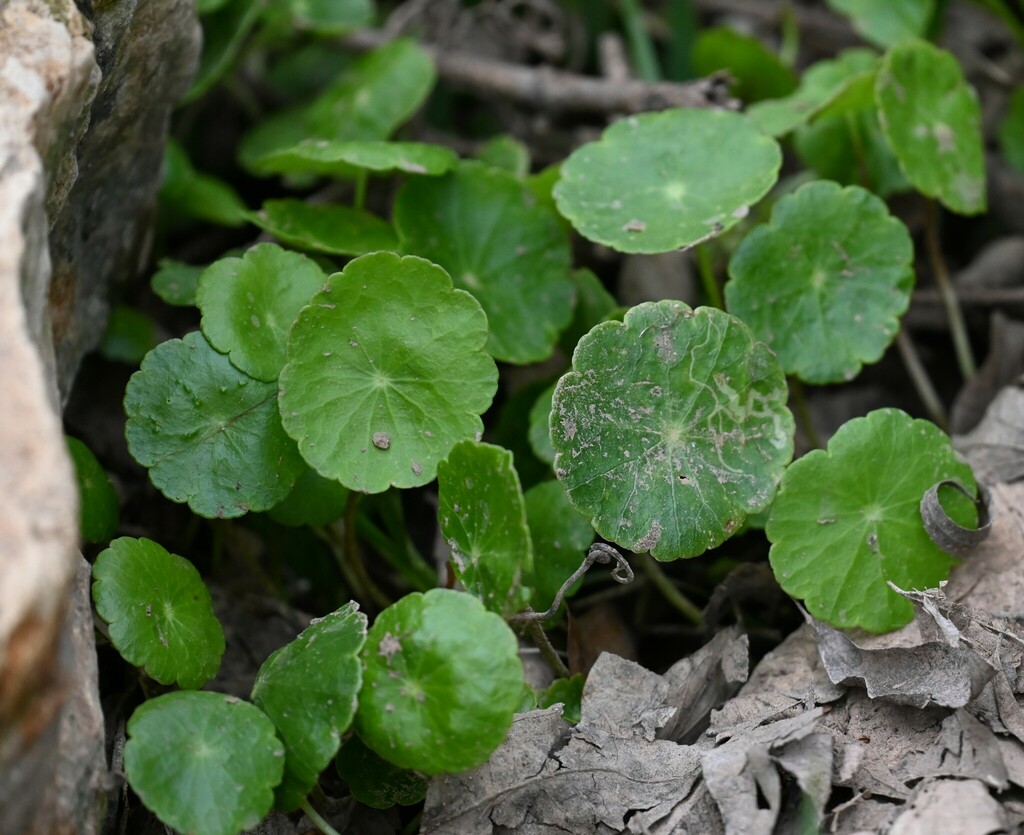 water pennyworts from Fredericksburg, TX 78624, USA on March 14, 2023 ...