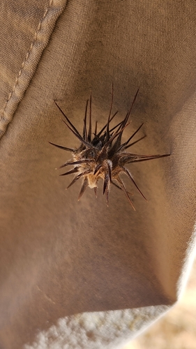 Image of Cenchrus palmeri by no rights reserved