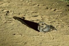 Caprimulgus madagascariensis