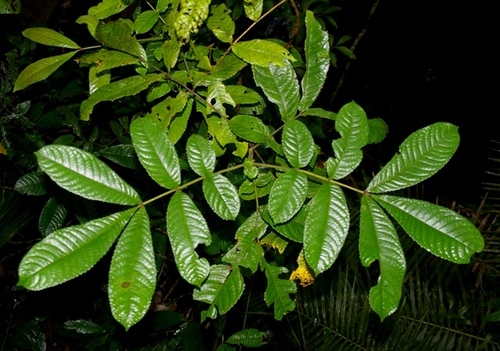 Gillbeea whypallana