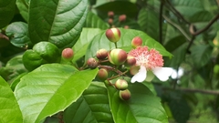 Tetracera indica