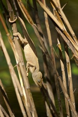 Furcifer oustaleti