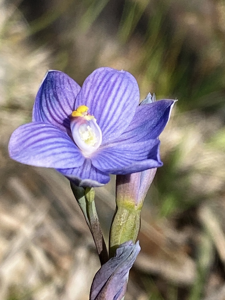 Thelymitra alpicola