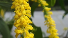 Acacia auriculiformis