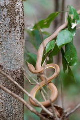 Langaha madagascariensis