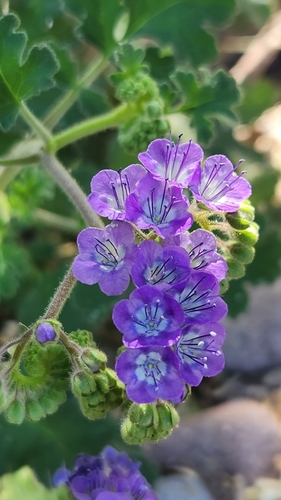 Phacelia scariosa (Phacelia scariosa)