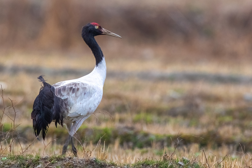 Black-necked Crane (Grus nigricollis) photo