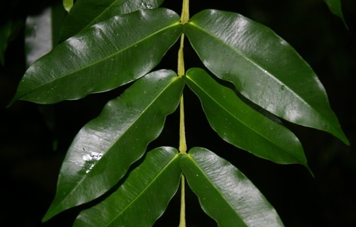 Syzygium hedraiophyllum, 2011-06-12
