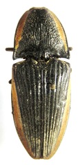 Chalcolepidius rugatus