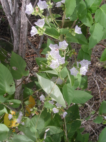 Jacquemontia paniculata (Jacquemontia paniculata)