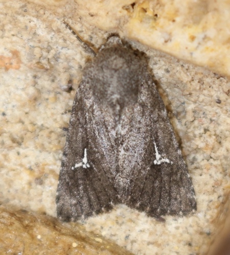 Tricholita chipeta Barnes, 1904