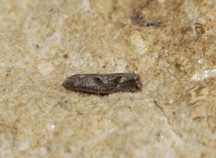Pelochrista corosana