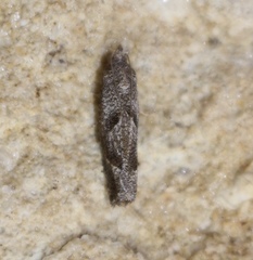 Pelochrista corosana
